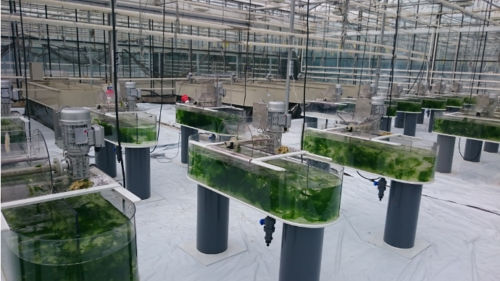 Bassins Forster lucas